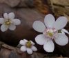 Show product details for Hepatica japonica Koshi no Maboroshi